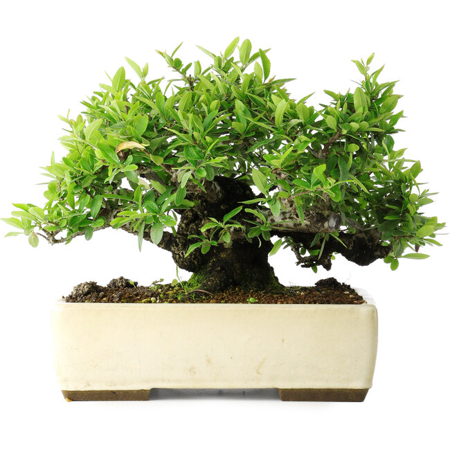 Pyracantha, 28 cm, ± 30 ans, dans un pot japonais fait main par Taizan
