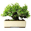Pyracantha, 28 cm, ± 30 years old, in a handmade Japanese pot by Taizan