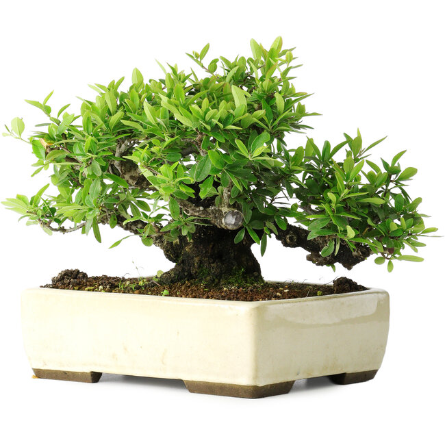 Pyracantha, 28 cm, ± 30 anni, in un vaso giapponese fatto a mano da Taizan