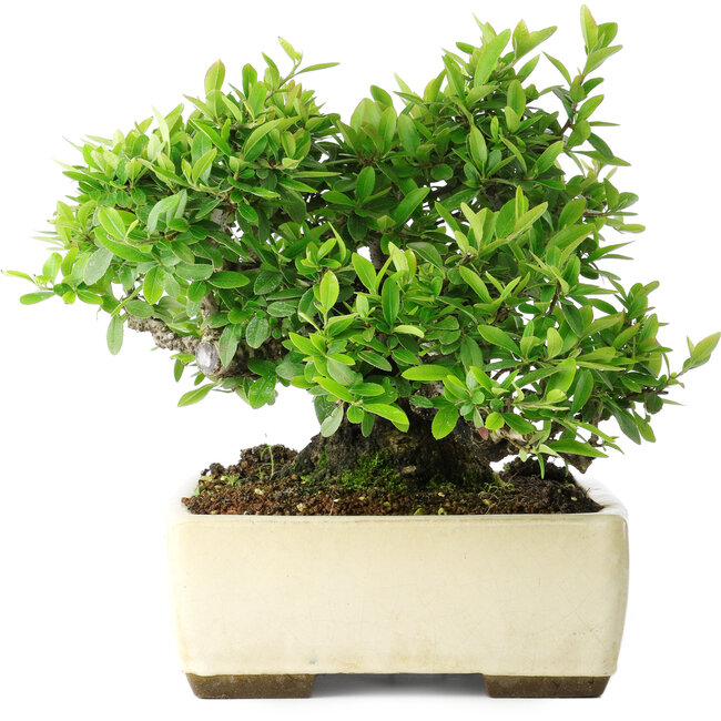 Pyracantha, 28 cm, ± 30 years old, in a handmade Japanese pot by Taizan
