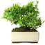 Pyracantha, 28 cm, ± 30 ans, dans un pot japonais fait main par Taizan