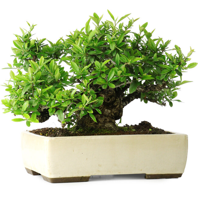 Pyracantha, 28 cm, ± 30 años, en una maceta japonesa hecha a mano por Taizan