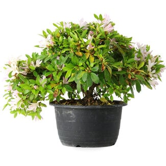 Rhododendron indicum (Untervarietät unbekannt), 20 cm, ± 8 Jahre alt