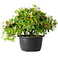 Rhododendron indicum (ondervariëteit onbekend), 20 cm, ± 8 jaar oud