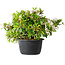 Rhododendron indicum (ondervariëteit onbekend), 20 cm, ± 8 jaar oud