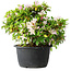 Rhododendron indicum (ondervariëteit onbekend), 20 cm, ± 8 jaar oud
