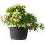 Rhododendron indicum (ondervariëteit onbekend), 20 cm, ± 8 jaar oud