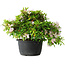 Rhododendron indicum (ondervariëteit onbekend), 20 cm, ± 8 jaar oud