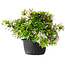 Rhododendron indicum (ondervariëteit onbekend), 20 cm, ± 8 jaar oud
