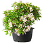 Rhododendron indicum (ondervariëteit onbekend), 20 cm, ± 8 jaar oud