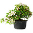Rhododendron indicum (ondervariëteit onbekend), 20 cm, ± 8 jaar oud