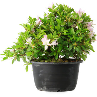Rhododendron indicum (Untervarietät unbekannt), 20 cm, ± 8 Jahre alt