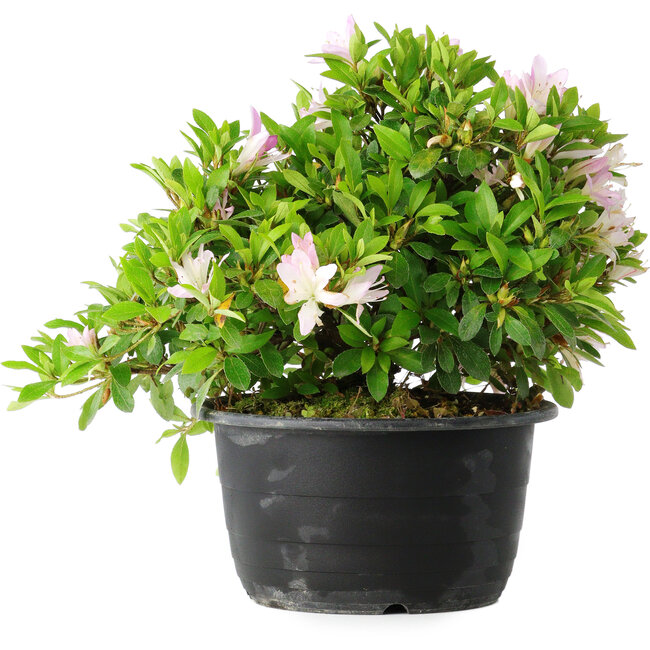 Rhododendron indicum (Untervarietät unbekannt), 20 cm, ± 8 Jahre alt
