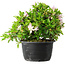 Rhododendron indicum (ondervariëteit onbekend), 20 cm, ± 8 jaar oud