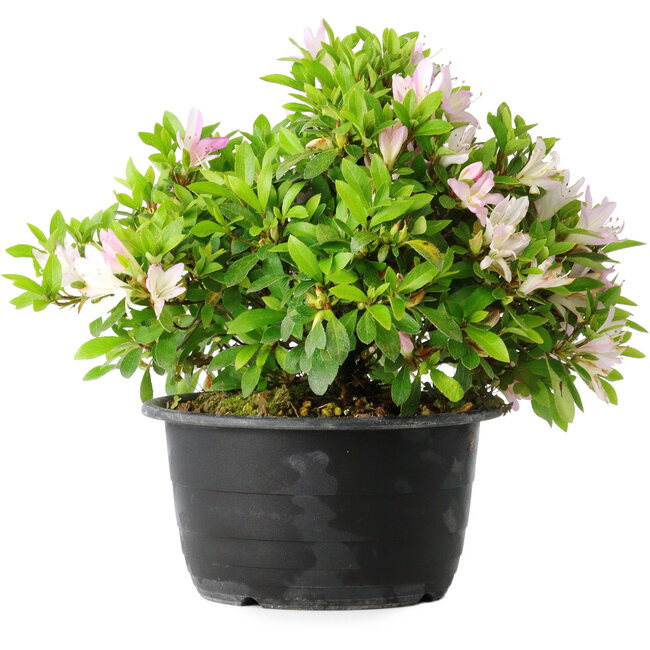 Rhododendron indicum (subvariety unknown), 20 cm, ± 8 years old