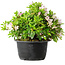 Rhododendron indicum (Untervarietät unbekannt), 20 cm, ± 8 Jahre alt