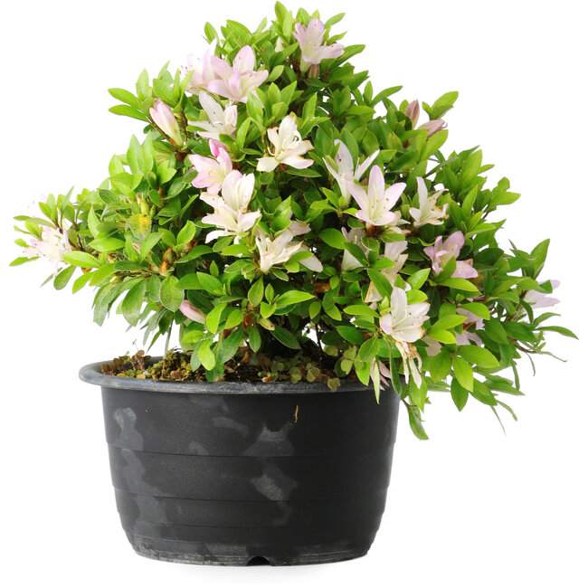 Rhododendron indicum (subvariety unknown), 20 cm, ± 8 years old