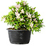 Rhododendron indicum (Untervarietät unbekannt), 20 cm, ± 8 Jahre alt