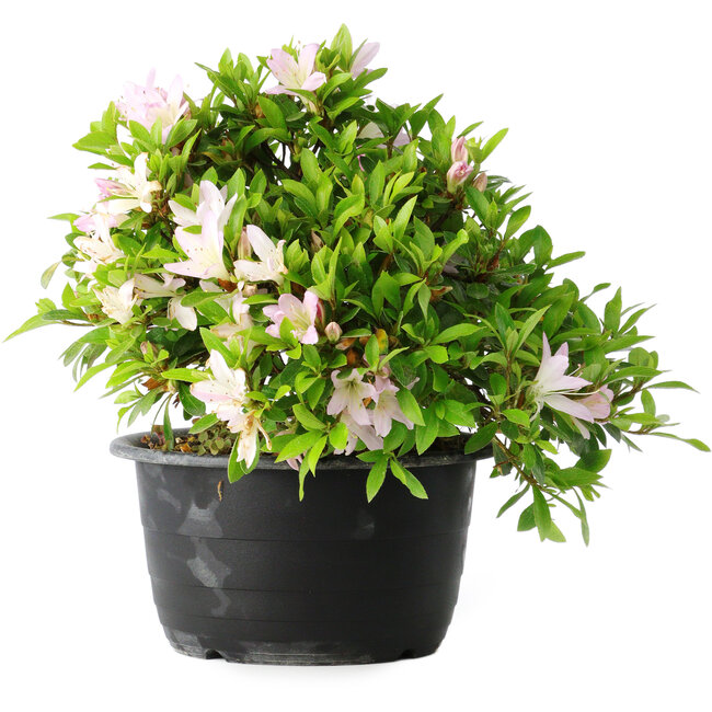 Rhododendron indicum (subvariety unknown), 20 cm, ± 8 years old