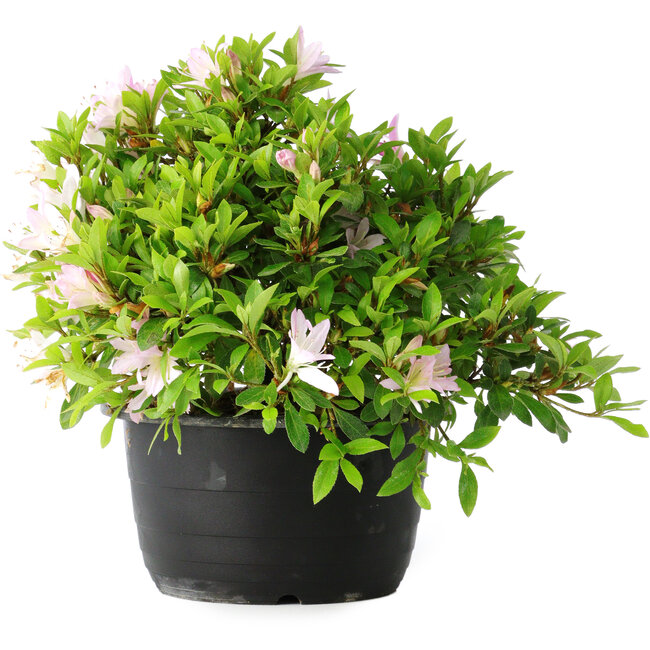 Rhododendron indicum (subvariety unknown), 20 cm, ± 8 years old