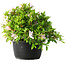 Rhododendron indicum (Untervarietät unbekannt), 20 cm, ± 8 Jahre alt