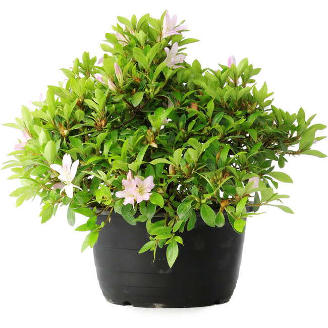 Rhododendron indicum (subvariety unknown), 20 cm, ± 8 years old