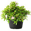 Rhododendron indicum (Untervarietät unbekannt), 20 cm, ± 8 Jahre alt