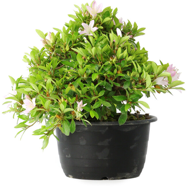 Rhododendron indicum (subvariety unknown), 20 cm, ± 8 years old