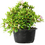 Rhododendron indicum (Untervarietät unbekannt), 20 cm, ± 8 Jahre alt