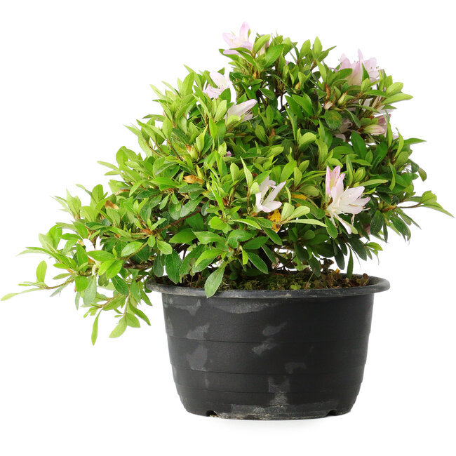 Rhododendron indicum (subvariety unknown), 20 cm, ± 8 years old