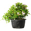 Rhododendron indicum (Untervarietät unbekannt), 20 cm, ± 8 Jahre alt