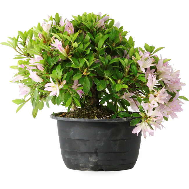 Rhododendron indicum (ondervariëteit onbekend), 20 cm, ± 8 jaar oud