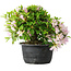 Rhododendron indicum (ondervariëteit onbekend), 20 cm, ± 8 jaar oud