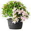 Rhododendron indicum (Untervarietät unbekannt), 20 cm, ± 8 Jahre alt
