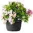 Rhododendron indicum (ondervariëteit onbekend), 20 cm, ± 8 jaar oud