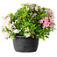Rhododendron indicum (ondervariëteit onbekend), 20 cm, ± 8 jaar oud
