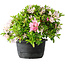 Rhododendron indicum (ondervariëteit onbekend), 20 cm, ± 8 jaar oud