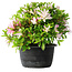 Rhododendron indicum (ondervariëteit onbekend), 20 cm, ± 8 jaar oud