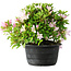 Rhododendron indicum (ondervariëteit onbekend), 20 cm, ± 8 jaar oud