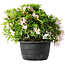 Rhododendron indicum (ondervariëteit onbekend), 20 cm, ± 8 jaar oud