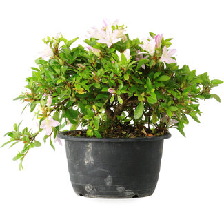Rhododendron indicum (Untervarietät unbekannt), 20 cm, ± 8 Jahre alt