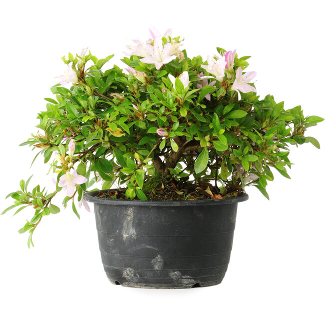Rhododendron indicum (ondervariëteit onbekend), 20 cm, ± 8 jaar oud