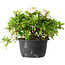 Rhododendron indicum (ondervariëteit onbekend), 20 cm, ± 8 jaar oud