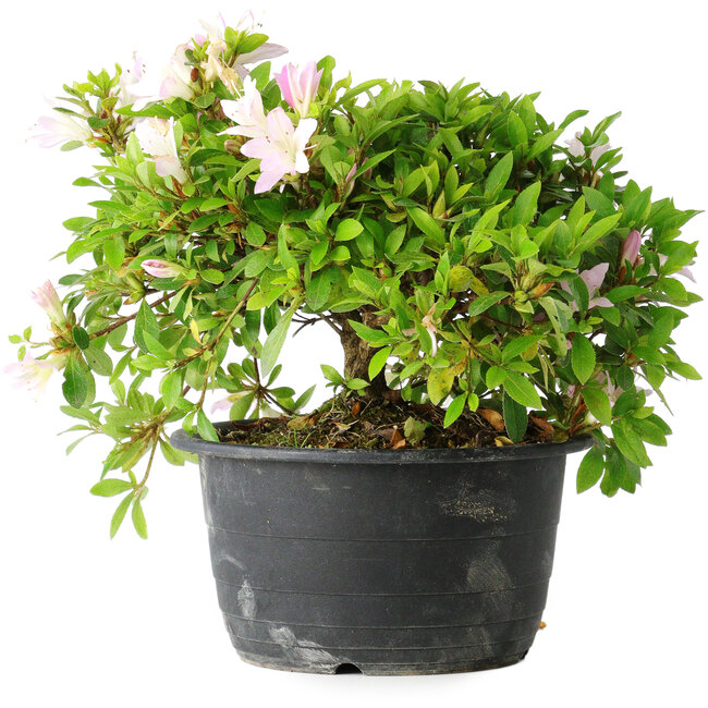 Rhododendron indicum (subvariety unknown), 20 cm, ± 8 years old