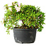 Rhododendron indicum (ondervariëteit onbekend), 20 cm, ± 8 jaar oud