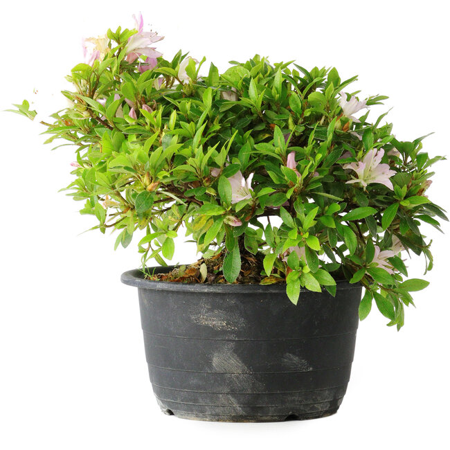 Rhododendron indicum (subvariety unknown), 20 cm, ± 8 years old