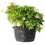 Rhododendron indicum (ondervariëteit onbekend), 20 cm, ± 8 jaar oud
