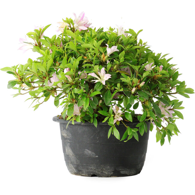 Rhododendron indicum (subvariety unknown), 20 cm, ± 8 years old