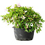 Rhododendron indicum (ondervariëteit onbekend), 20 cm, ± 8 jaar oud