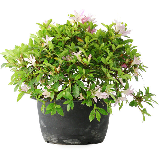 Rhododendron indicum (subvariety unknown), 20 cm, ± 8 years old